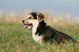 CORGI PEMBROKE 1124